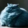 pon_tampon_cho