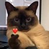 spam_7554