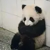 panda_soso0