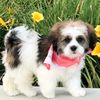 browniepuppyj