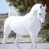mohamedlamineba75