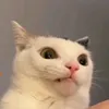 lubendor