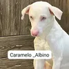 caramelo_albino