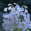 bluestillness112