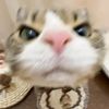 mtchamatchaa0.23