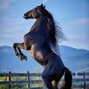 #Allpakistanhorse1 🐴