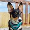mycorgihanzo