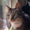 yahilliathekitty848