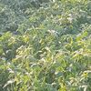 saithhamad24