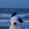 doooooooon06