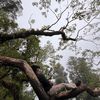 suryaweda_