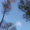 luludsari
