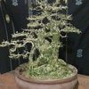 suka_bonsai