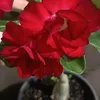 barbarita3476