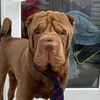 cooperpooperthesharpei