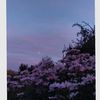 cloudy_daisy3