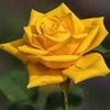 tanash12344