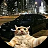 cat_driving_audi