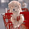 _kpop_girl6