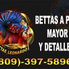 leonardojimenez311