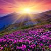 rayofsunshinetarot