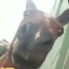 hugotersiricattip