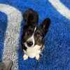 murphymycorgi