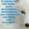 parchelas