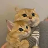ช่องยูทูป นอนน้อย ชาแนล