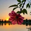 saiful.islam8594