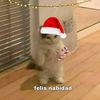 armandohoyos11