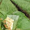 sigro_mabur18