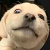 koiiunbox0
