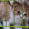 dedi_2412