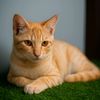 skopicat3