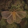 moss_fr