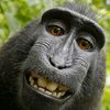 monkey_king173