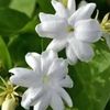 flower_flo05