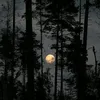 whitefox_464