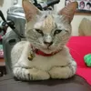 aalfdy