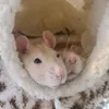 ratiliscious