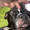 fueldawg