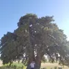 cavdarbekir