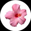 nanette835