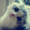 nadf__1