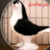 rakib47818