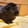 piggiepowerful