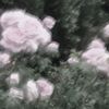 candgy3