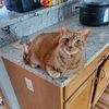 meowmeowoyen899