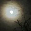 inspektor.gox